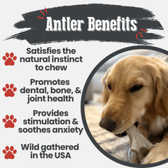 Deer Antler Dog Chews | Organic Chews for Dogs