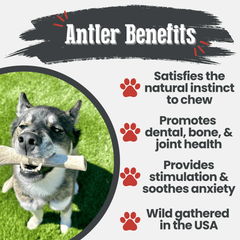 Reindeer Antler Dog Chews | Organic Chews for Dogs