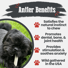Reindeer Antler Dog Chews | Organic Chews for Dogs