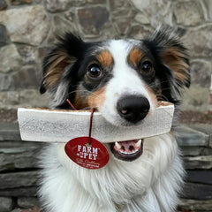 Elk Antler Dog Chews | All-Natural Whole and Split Elk Antler Chews for Dogs