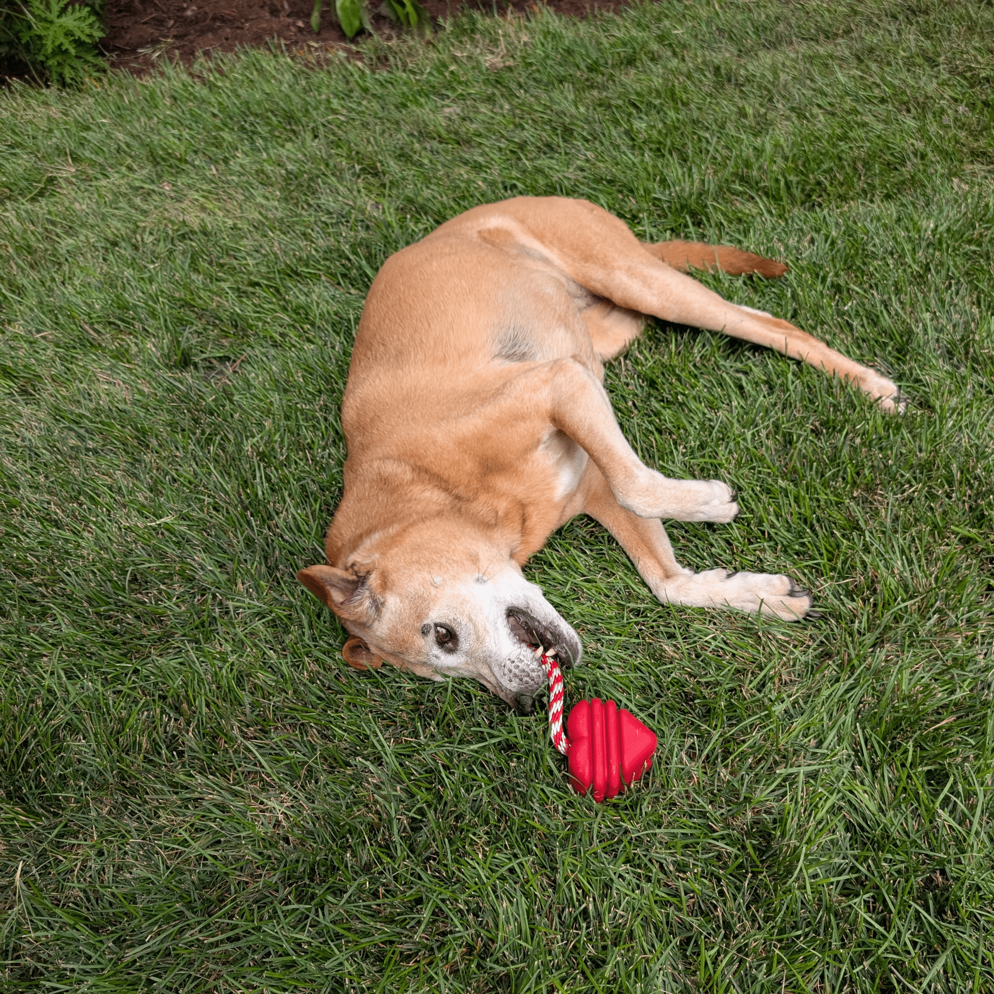 Chew Toys